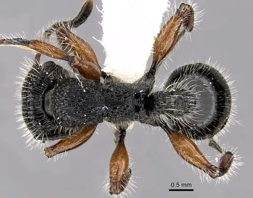 Procryptocerus virgatus specimen