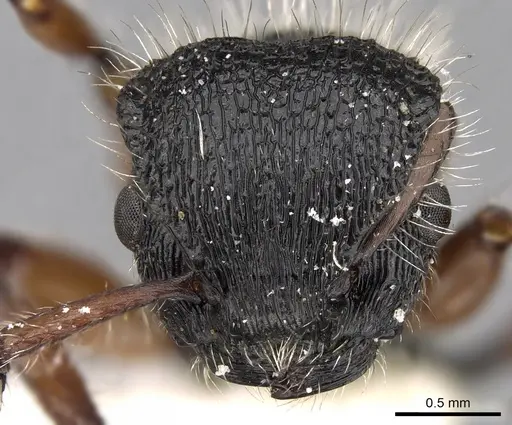 Procryptocerus virgatus specimen