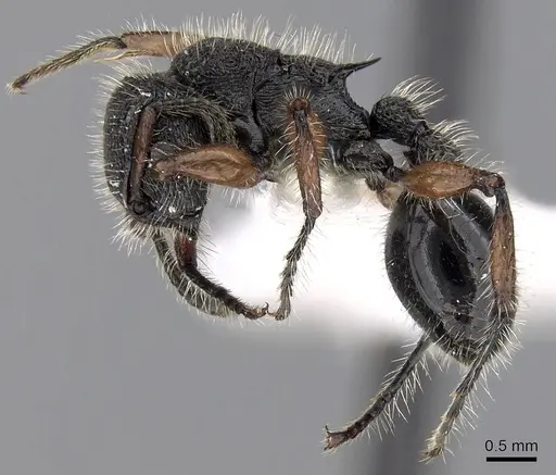 Procryptocerus virgatus specimen