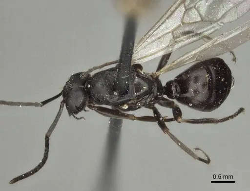 Proformica buddhaensis specimen