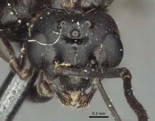 Proformica buddhaensis specimen