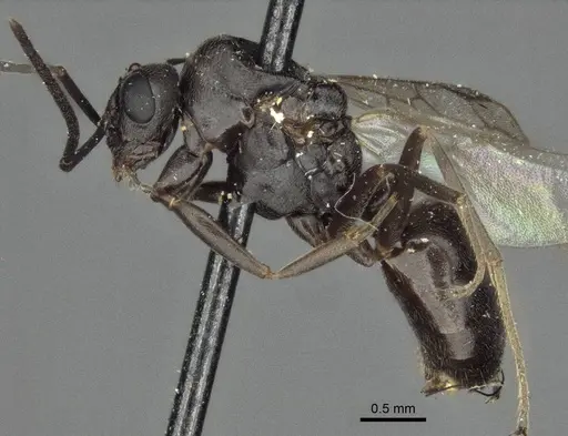 Proformica buddhaensis specimen