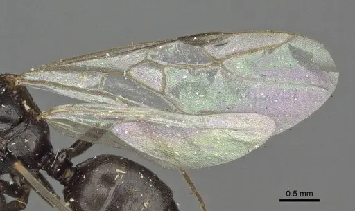 Proformica buddhaensis - CASENT0916585