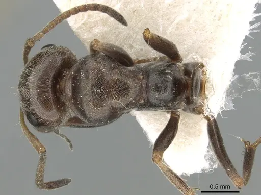 Proformica caucasea specimen