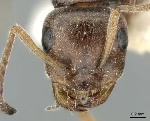 Proformica caucasea specimen