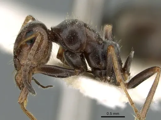 Proformica caucasea - CASENT0906301