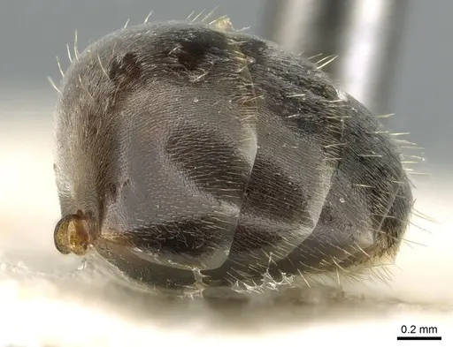 Proformica caucasea - CASENT0906301