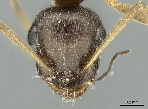 Proformica caucasea - CASENT0906302