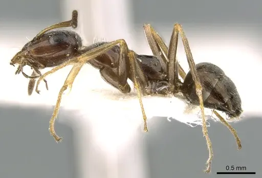 Proformica caucasea - CASENT0906302