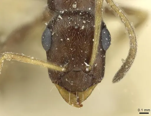 Proformica caucasea - CASENT0912169