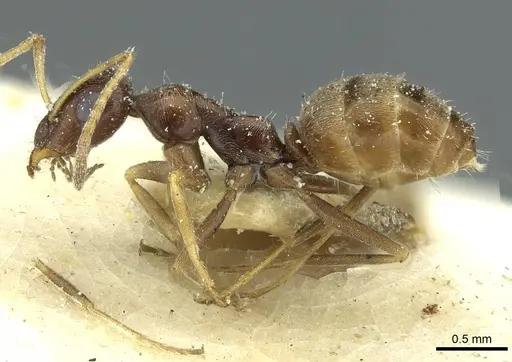 Proformica caucasea - CASENT0912169