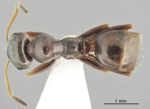Proformica cerdanyensis specimen