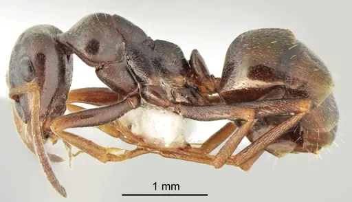 Proformica cerdanyensis specimen