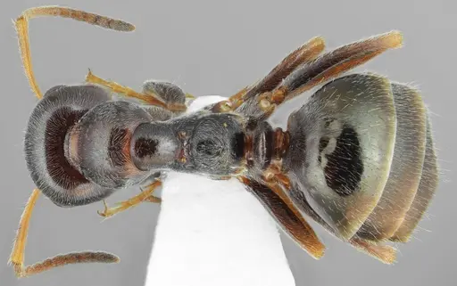 Proformica chelmosensis specimen