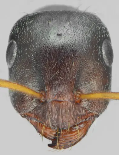 Proformica chelmosensis specimen