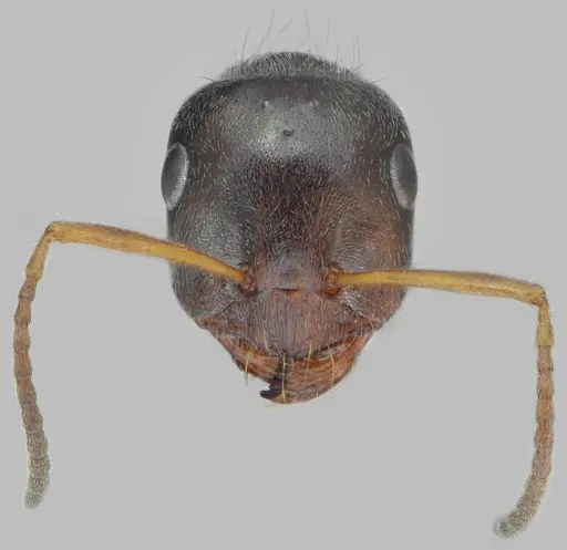 Proformica chelmosensis specimen