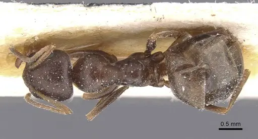 Proformica coriacea specimen