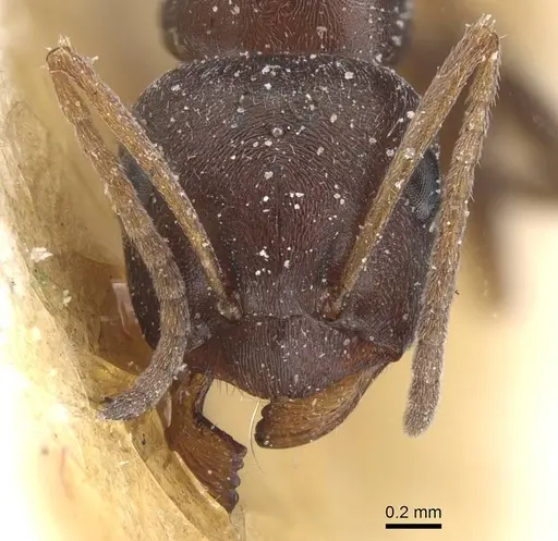 Proformica coriacea specimen