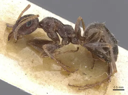 Proformica coriacea specimen