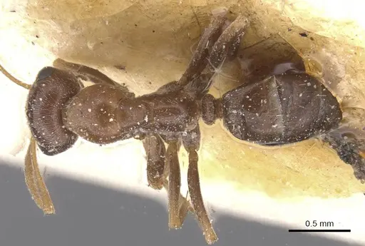 Proformica dolichocephala specimen