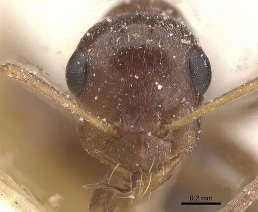 Proformica dolichocephala specimen