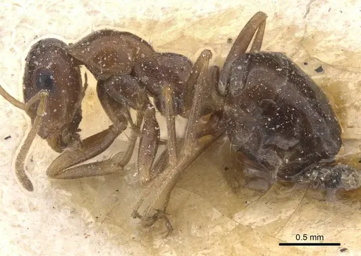 Proformica dolichocephala specimen