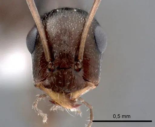 Proformica epinotalis specimen