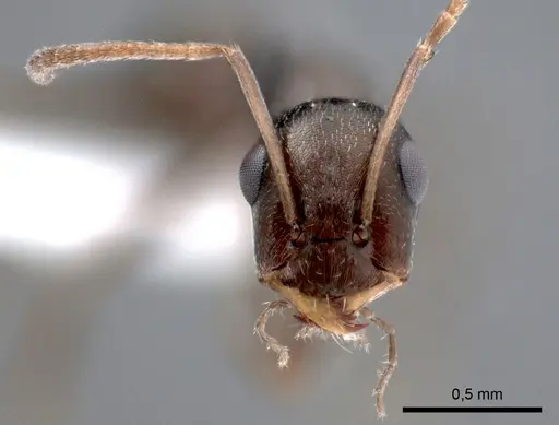 Proformica epinotalis specimen