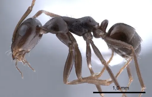 Proformica epinotalis - ANTWEB1008083