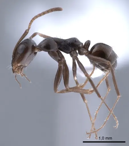 Proformica epinotalis - ANTWEB1008083