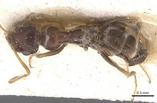 Proformica epinotalis - CASENT0912272