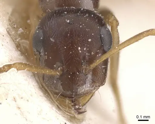 Proformica epinotalis - CASENT0912272