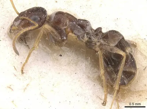 Proformica epinotalis - CASENT0912272