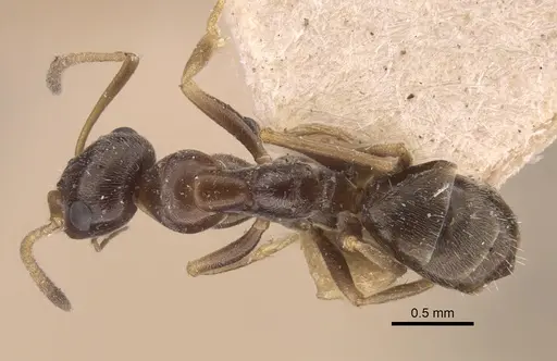 Proformica epinotalis - CASENT0917331