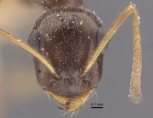 Proformica epinotalis - CASENT0917331