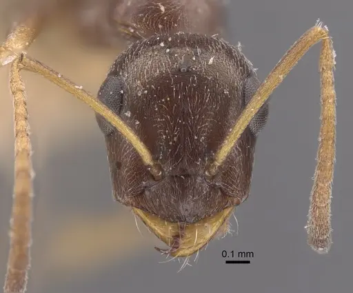 Proformica epinotalis - CASENT0917331