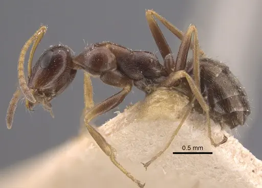 Proformica epinotalis - CASENT0917331