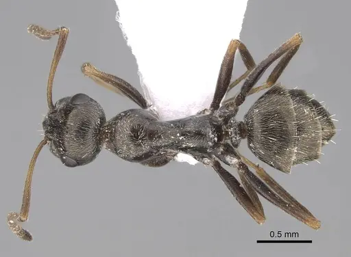 Proformica epinotalis - CASENT0922711