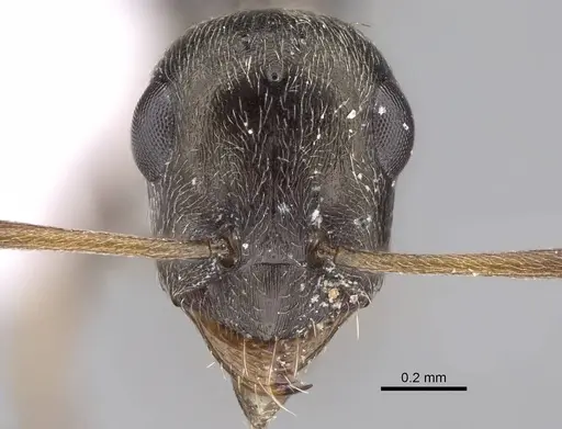 Proformica epinotalis - CASENT0922711