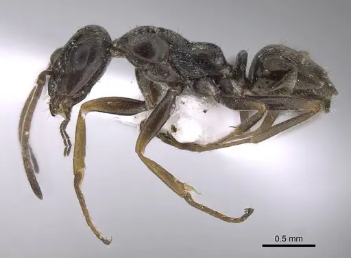 Proformica epinotalis - CASENT0922711