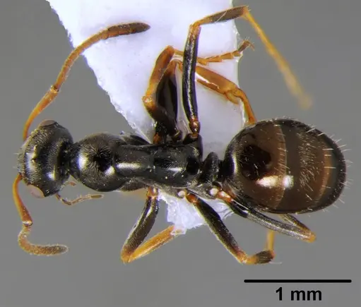 Proformica epinotalis - CFH000008