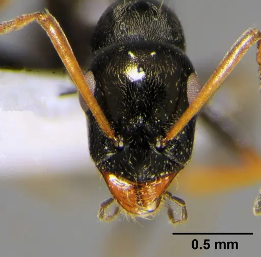 Proformica epinotalis - CFH000008