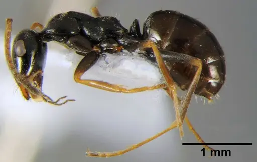 Proformica epinotalis - CFH000008