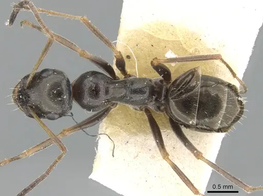 Proformica ferreri specimen