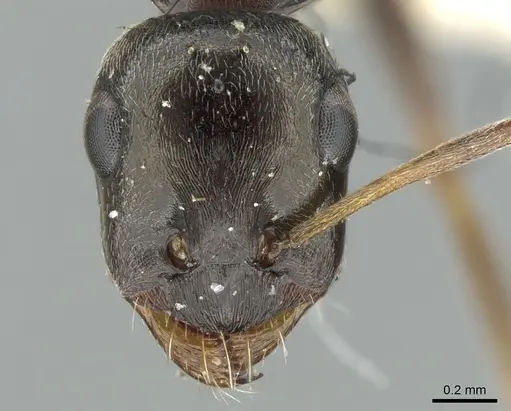 Proformica ferreri specimen