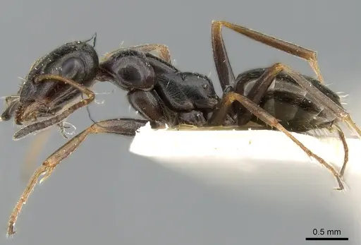 Proformica ferreri specimen