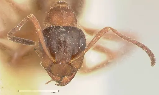Proformica flavosetosa specimen