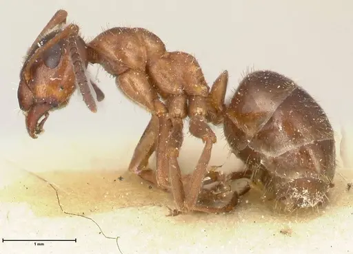 Proformica flavosetosa specimen