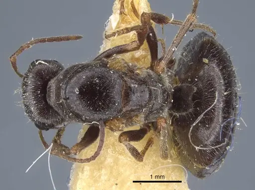 Proformica kaszabi specimen