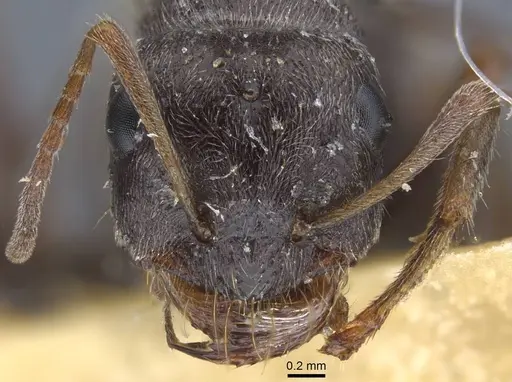 Proformica kaszabi specimen